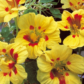 Capucine naine à fleur demi double Peach Melba - Tropaeolum majus nanum - Potager