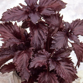 Basilic pourpre Purple Ruffles - Ocimum basilicum purpureum - Potager