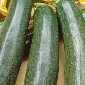 Courgette Black Beauty Bio - Cucurbita pepo black beauty - Graines de fruits et légumes Bio