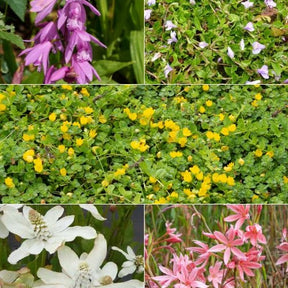 5 plantes de bassin à fleurs en mélange - Anemopsis, Bletilla, Iris, Lysimachia, Mazus, Schizostylis - Plantes aquatiques