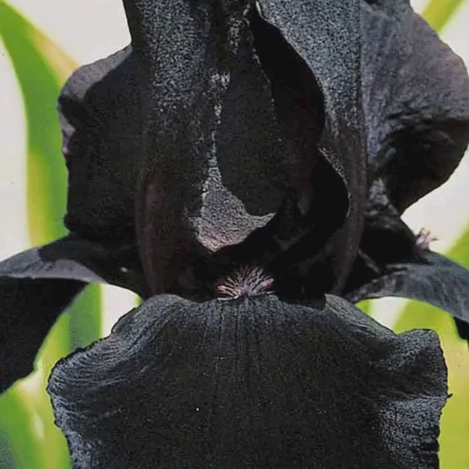 2 Iris de jardin Etude en Noir