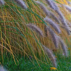 Herbe aux écouvillons Hameln - Pennisetum