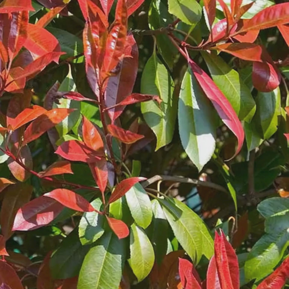 Photinia fraseri Carré rouge