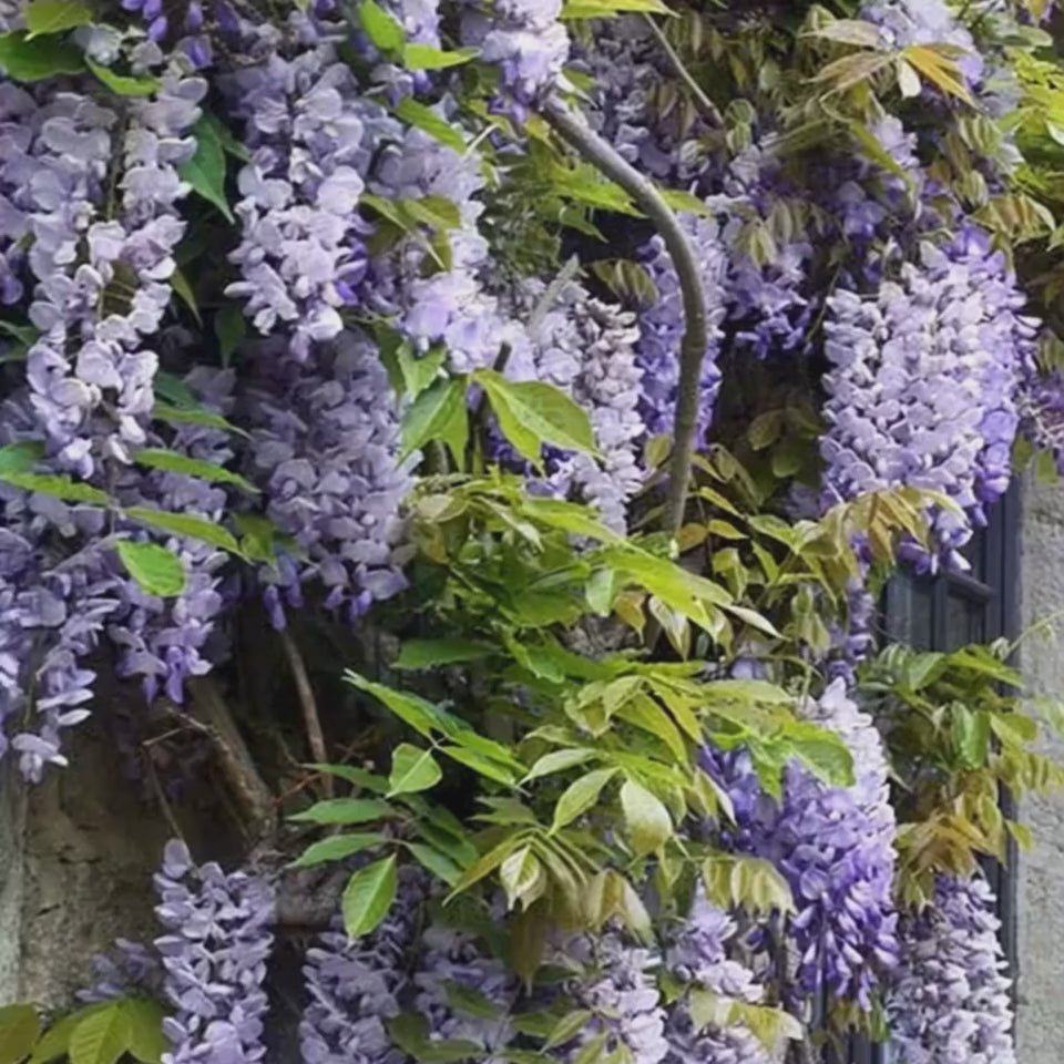 Glycine Toujours en fleurs