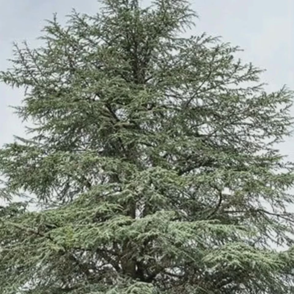 Cèdre bleu de l'Atlas