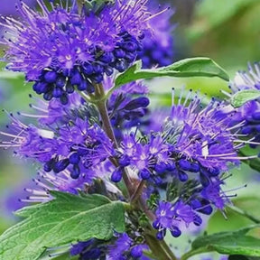 Caryopteris Oiseau bleu