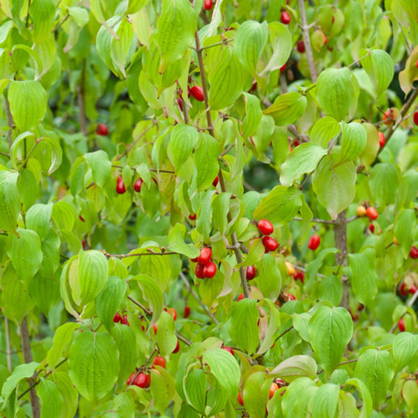 Cornouiller Fluo Winter Flame - Cornus Sanguinea Winter Flame ® ‘anny’