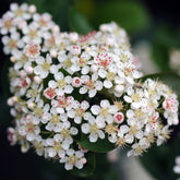 Aronia à feuilles d'arbousier Brilliant - Aronia arbutifolia brillant - Plantes