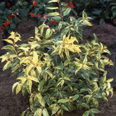 Leucothoe walteri Rainbow - Leucothoe walteri 'rainbow' - Plantes