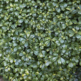 Pittosporum tobira - Pittosporum tobira - Arbustes