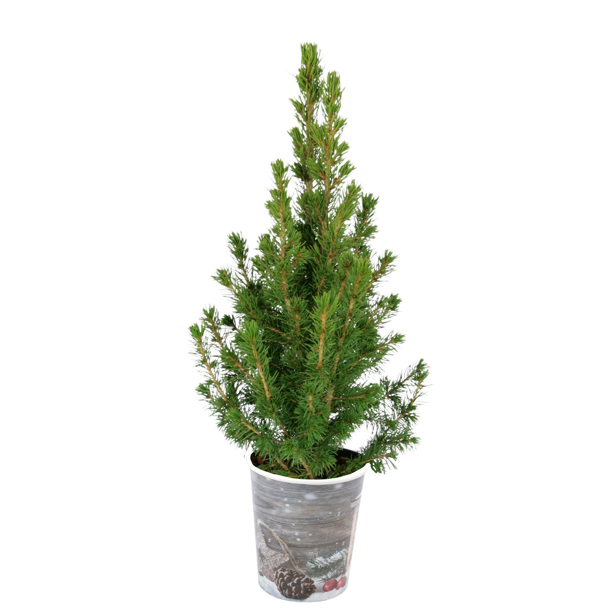 Petit sapin de Noël - Picea conica - Plantes