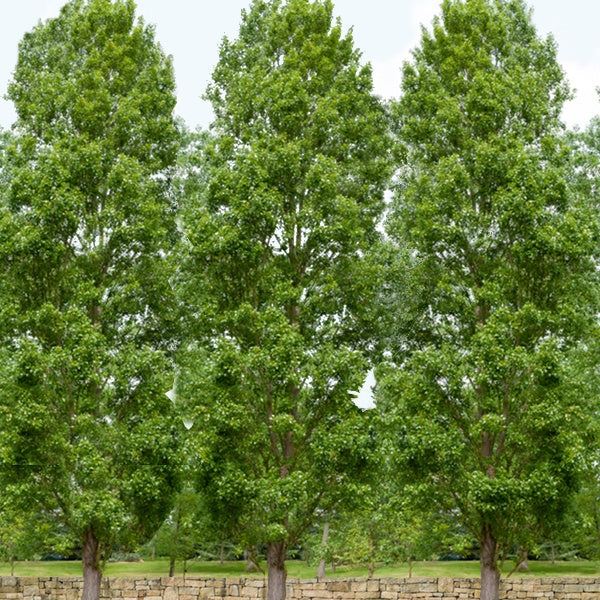 5 Peupliers noirs d'Italie - Populus nigra italica - Plantes