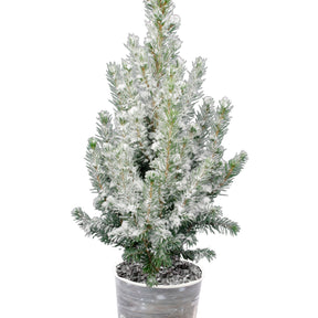 Petit sapin de Noël à replanter avec neige + pot décoratif - Picea conica avec neige - Plantes