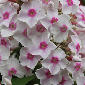 Phlox paniculata Miss Holland - Phlox paniculata miss holland - Plantes