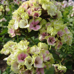 Phlox paniculé vert anis et rose violacé - Phlox paniculata sherbet blend® - Plantes