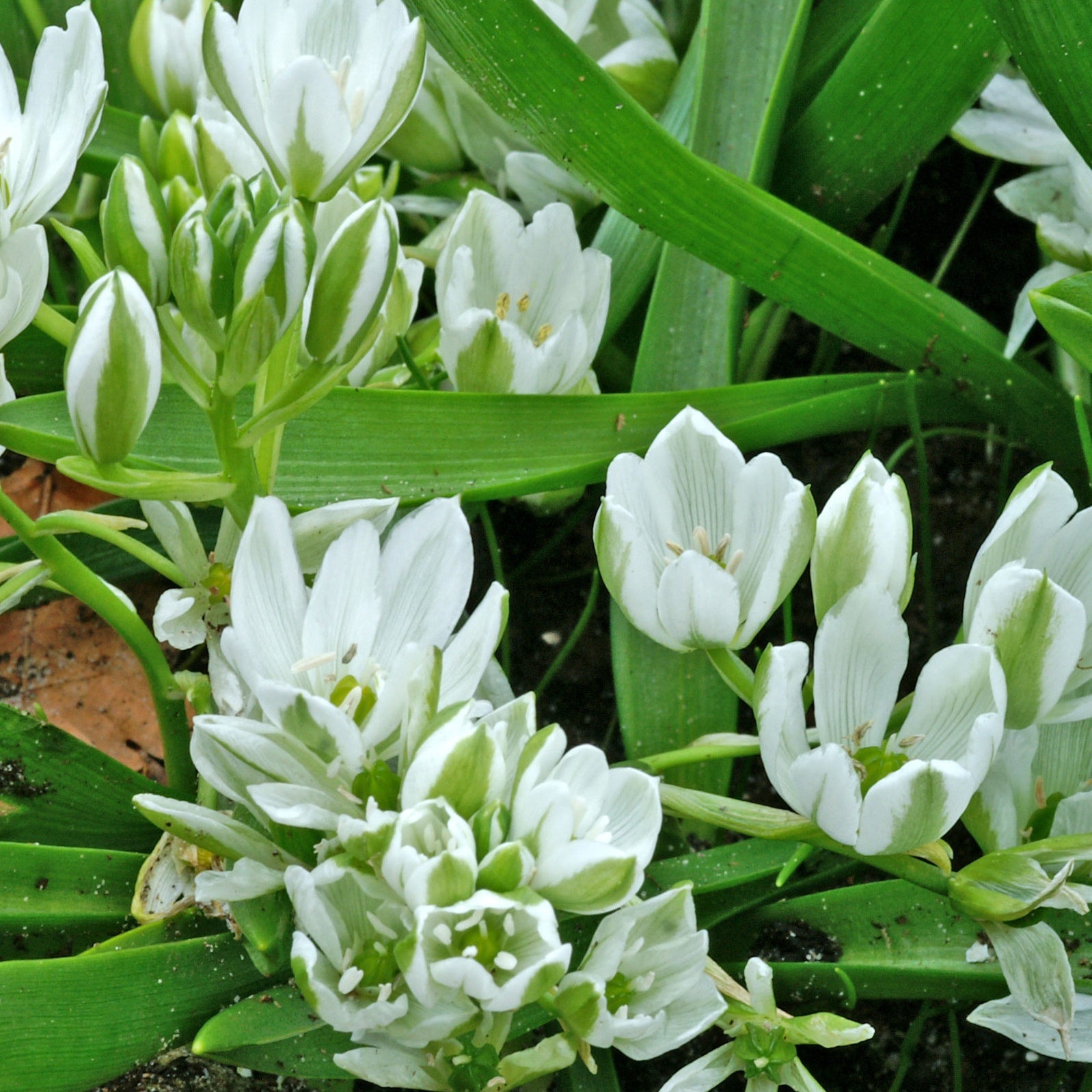 20 Ornithogales - Ornithogalum balansae - Plantes