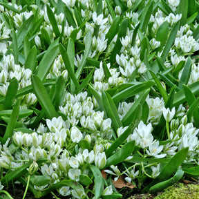 20 Ornithogales - Ornithogalum balansae - Bulbes à fleurs