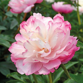 Pivoine Lactiflora Joker - Paeonia lactiflora joker - Plantes