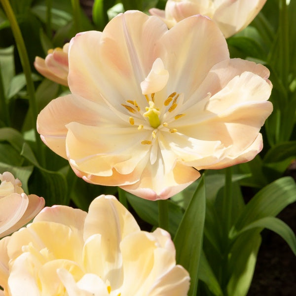 8 Tulipes Crème Upstar - Tulipa crème upstar - Plantes