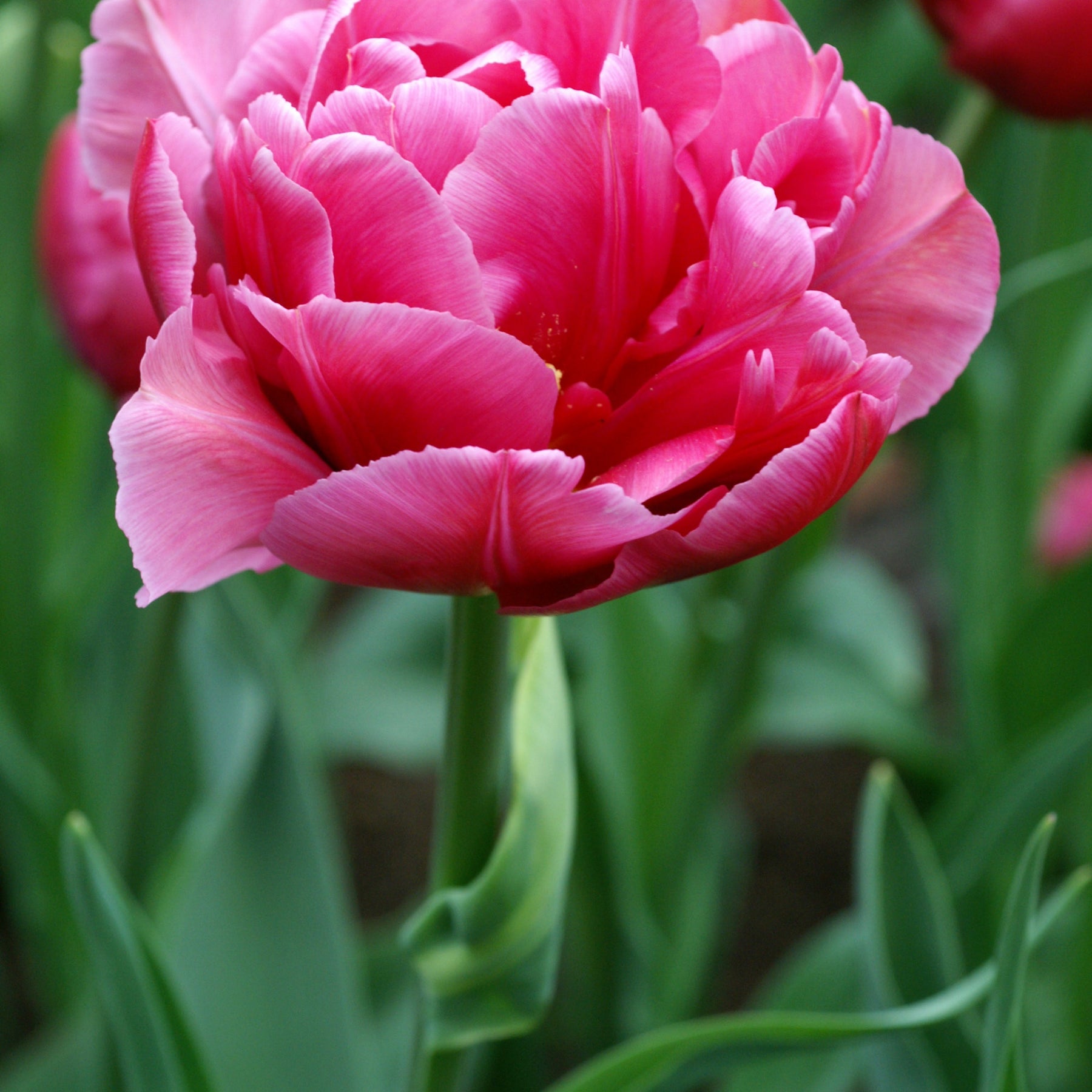 10 Tulipes Margarita - Tulipa margarita - Plantes