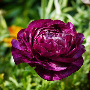 12 Renoncules Purple Sensation - Ranunculus purple sensation - Bulbes à fleurs