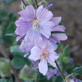 Lavatère Blue Bird® - Lavatera blue bird ® 'renlav' - Plantes