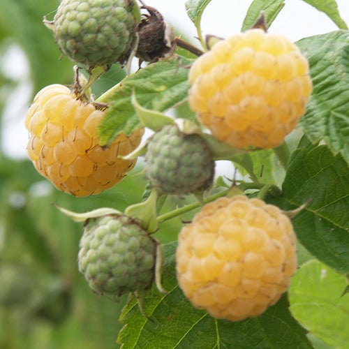 Collection de 6 Framboisiers : Sumo 2, FallGold, Marastar - Rubus idaeus marastar ®, sumo 2, fallgold - Plantes