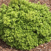 Pittosporum Golf Ball - Pittosporum tenuifolium ‘golf ball’ - Plantes