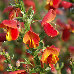 Genêt à balais Lena - Cytisus scoparius lena - Plantes