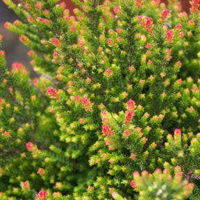 Bruyère d'été Flamingo - Calluna vulgaris flamingo - Plantes