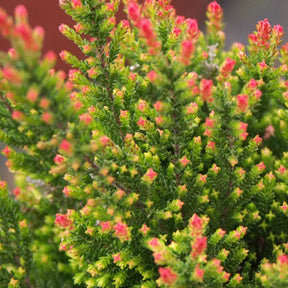 Bruyère d'été Spring Torch - Calluna vulgaris spring torch - Plantes