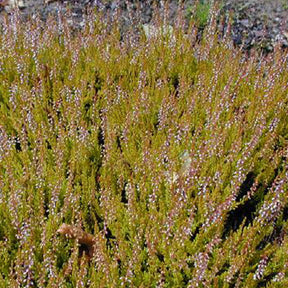 Bruyère d'été Cuprea Callune cuivrée - Calluna vulgaris cuprea - Plantes