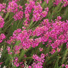 Bruyère cendrée C.D. Eason - Erica cinerea c.d eason - Plantes