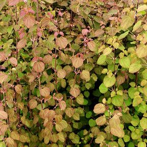 Arbre au caramel Katsura - Cercidiphyllum japonicum - Plantes