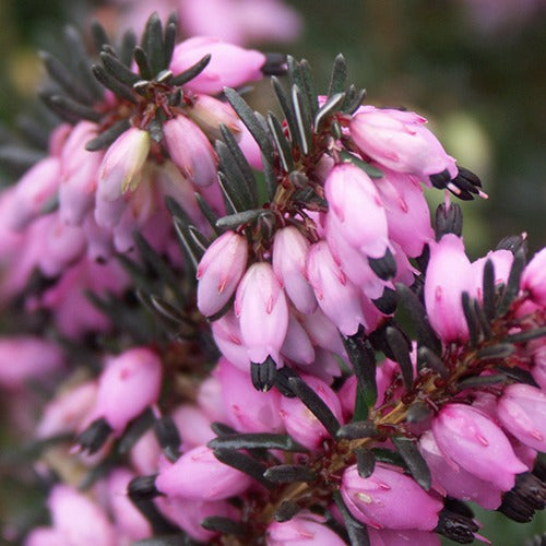 Bruyère d'hiver Lucie - Erica darleyensis winter belles ® 'lucie' - Plantes vivaces