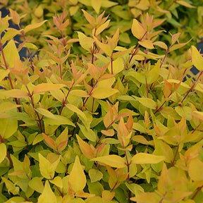 Abélia Gold Touch® BMR Gold - Abelia grandiflora gold touch ® 'bmr gold' - Plantes