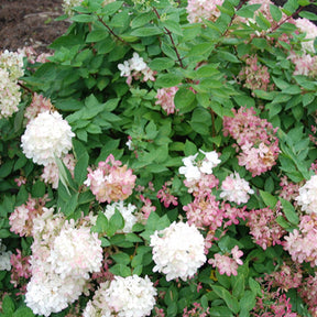 Hortensia paniculé Harry's Souvenir - Hydrangea paniculata harry's souvenir - Plantes