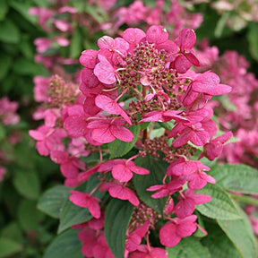 Hortensia paniculé Magical ® Fire - Hydrangea paniculata magical fire - Plantes