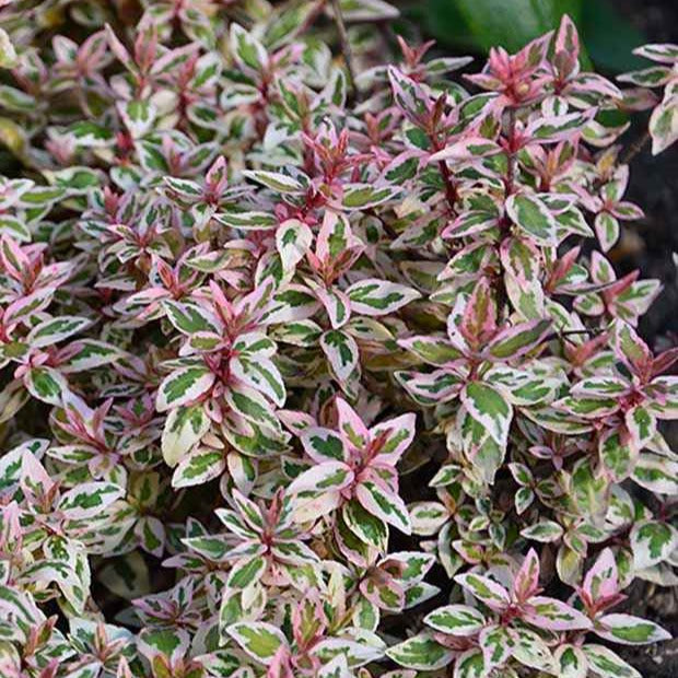 Abélia Pink Lady - Abelia grandiflora pink lady - Plantes