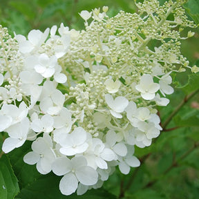 Hortensia paniculé Goliath - Hydrangea paniculata goliath - Plantes