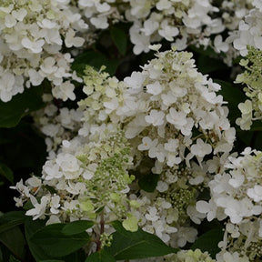 Hortensia paniculé Candlelight - Hydrangea paniculata Candlelight - Plantes