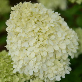 Hortensia paniculé Séléction - Hydrangea paniculata selection - Plantes