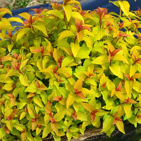 Spirée du Japon Merlo® Gold - Spiraea japonica merlo ® gold - Plantes