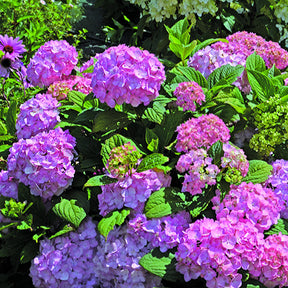 Hortensia So Long® Rosy - Hydrangea macrophylla so long ® rosy - Plantes