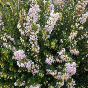 Bruyère d'hiver Jenny Porter - Erica darleyensis jenny porter - Plantes