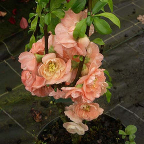 Cognassier du Japon Caméo - Chaenomeles superba cameo - Plantes