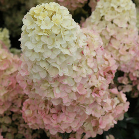 Hortensia paniculé SUNDAE FRAISE® Rensun - Hydrangea paniculata sundae fraise® rensun - Plantes