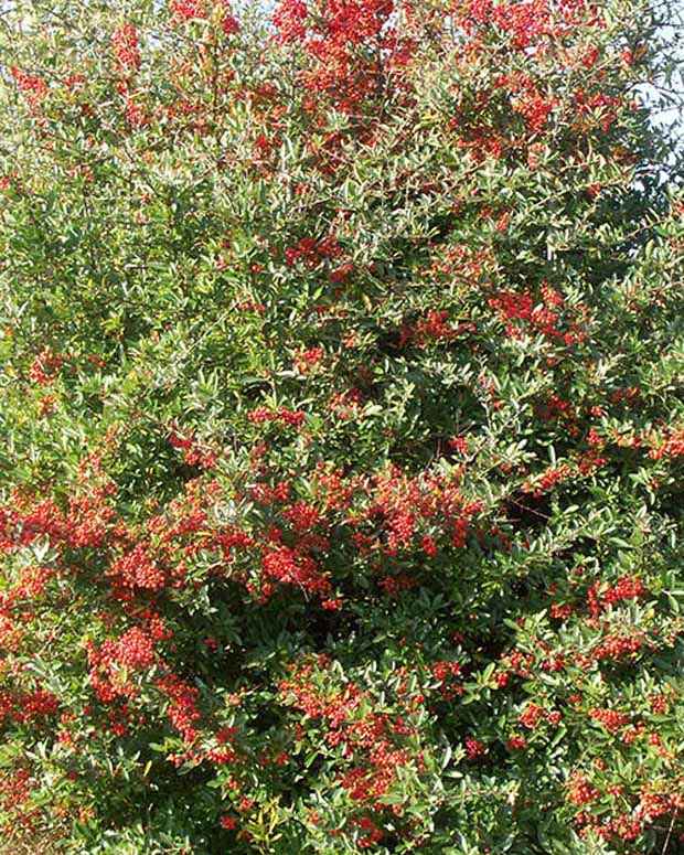 Buisson ardent Dart's Red® Interrada - Pyracantha - Pyracantha coccinea  dart's red ® 'interrada' - Plantes