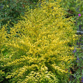 Troène de Chine Sunshine - Ligustrum sinense sunshine - Plantes