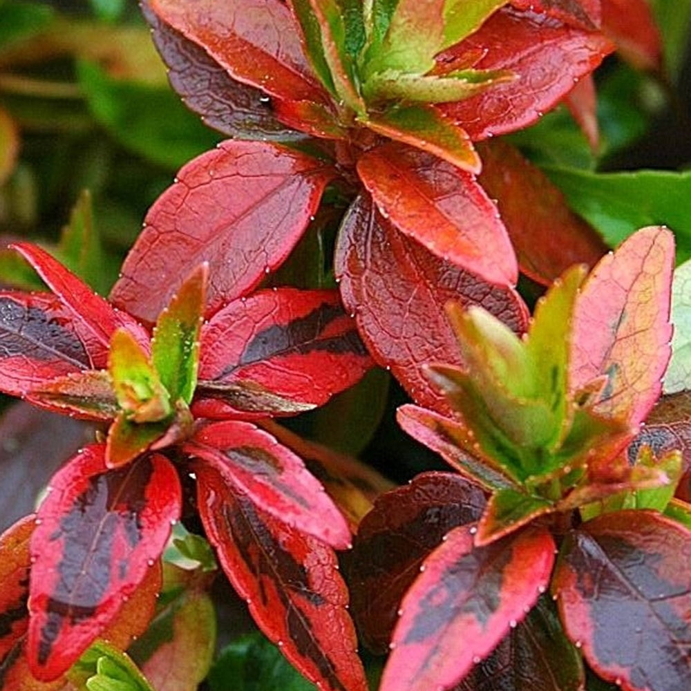 Abélia Kaleidoscope - Abelia grandiflora kaleidoscope